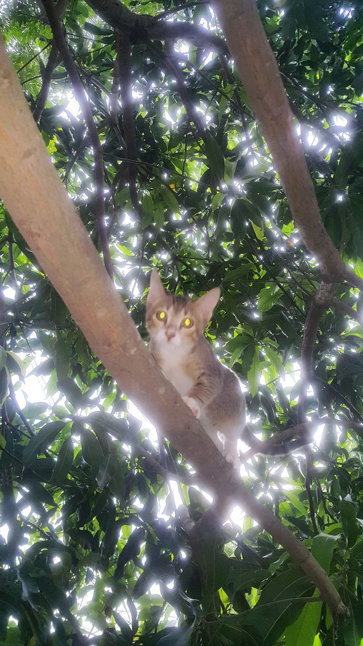 LOW ANGLE VIEW PORTRAIT OF CAT AGAINST TREES