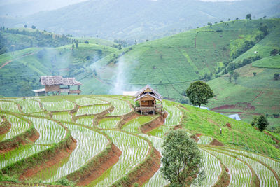 Scenic view of agricultural field
