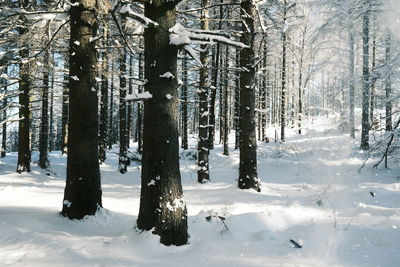 Trees on snow covered field during winter