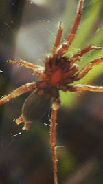 Close-up of plant against blurred background