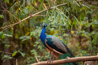 Close-up of a bird perching on tree