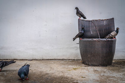 Pigeon perching on wall