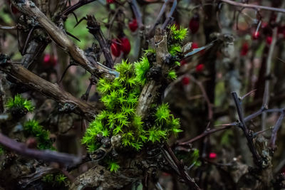 Close-up of plants growing on tree