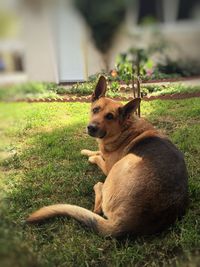 Dog relaxing on grassy field