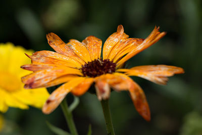 Close-up of wilted flower