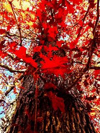 Low angle view of orange tree