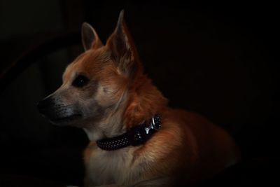 Close-up of a dog looking away