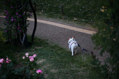 Dog running in park