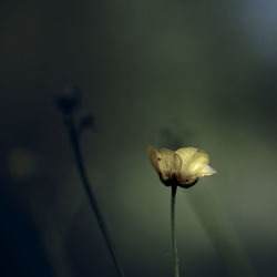 Close-up of wilted flower