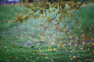 Close-up of flower tree