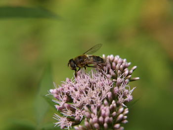 Close-up of bee on flower