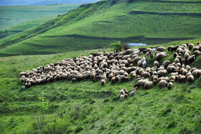 Herd of sheep in the spring