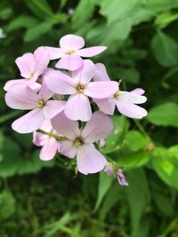 flowering plant