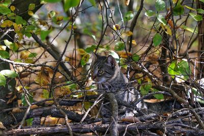 Portrait of a cat sitting on tree