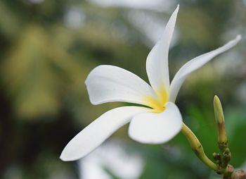 Close-up of white flowers