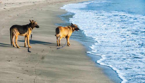 Dog on beach