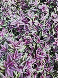 Full frame shot of purple flowering plants