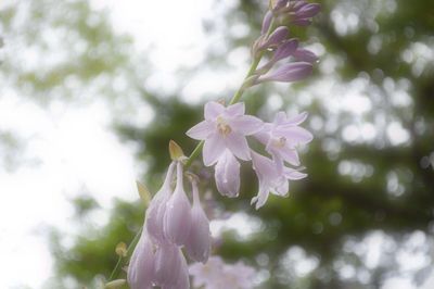 Close-up of pink flowers