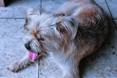 Close-up of dog