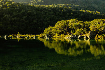 Scenic view of lake in forest