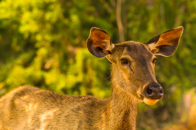 Close-up of deer on field