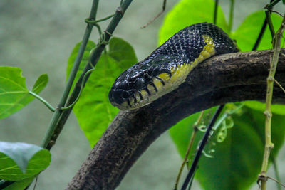 Close-up of lizard on branch