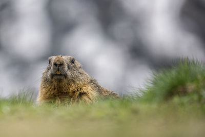 Close-up of a marmot on a field