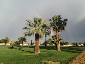 Palm trees on field against sky