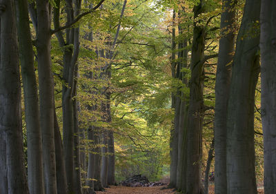 Trees in forest