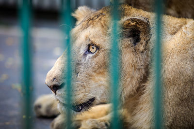 Close-up of an animal looking away