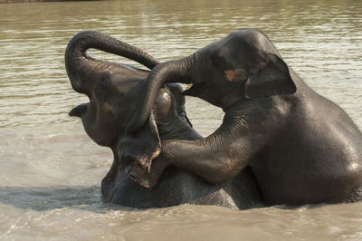 Elephant in a lake