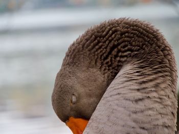 Close-up of swan