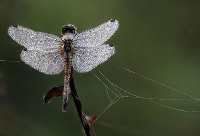 Close-up of misty dragonfly on a grass 