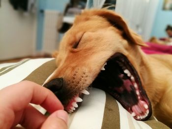 Close-up of hand holding dog