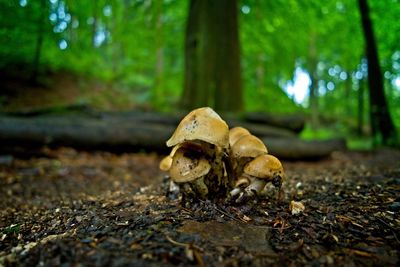 Close-up of crab on field in forest