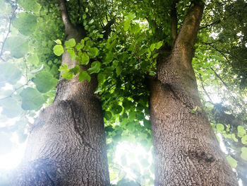 Low angle view of a tree