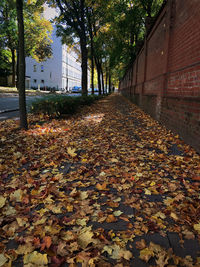 Autumn leaves on footpath in city