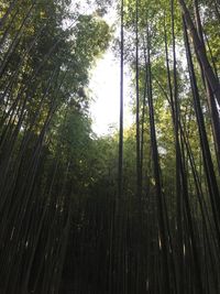 Low angle view of bamboo trees in forest