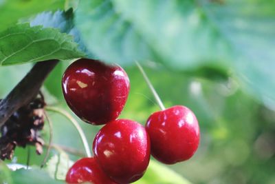 Close-up of cherries growing on tree