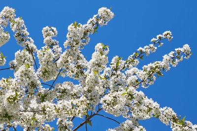 Low angle view of cherry blossom tree against blue sky