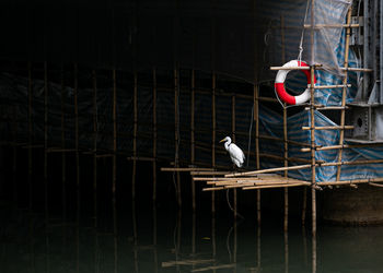 Egret chilling in the concrete jungle in hong kong