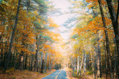 Road amidst trees during autumn