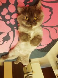 High angle view of cat on bed at home