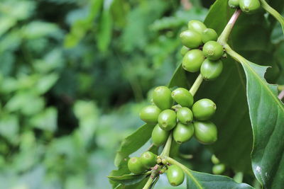 Close-up of coffee crops growing at farm