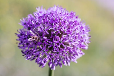 Allium giganteum purple