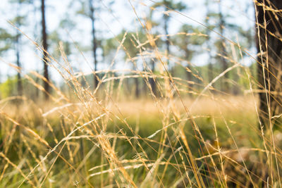 Close-up of stalks against blurred background