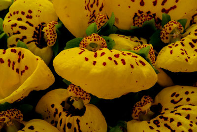 Full frame shot of yellow fruits