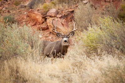 Portrait of deer standing in field