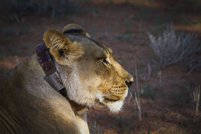 African lioness portrait with radio collar in kgalagadi transfrontier park, south africa
