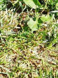 Full frame shot of plants on field